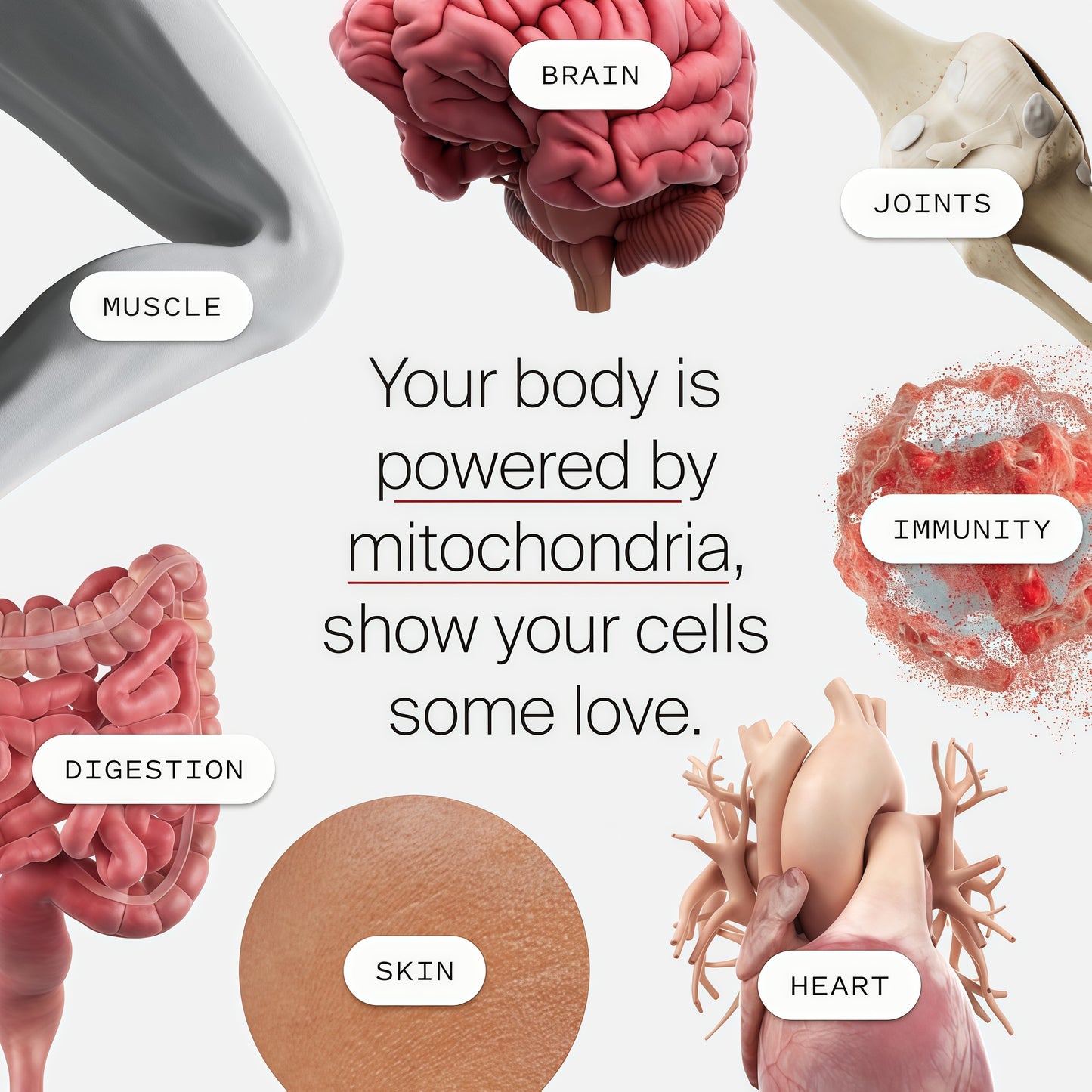 Mitopure Softgels Urolithin A