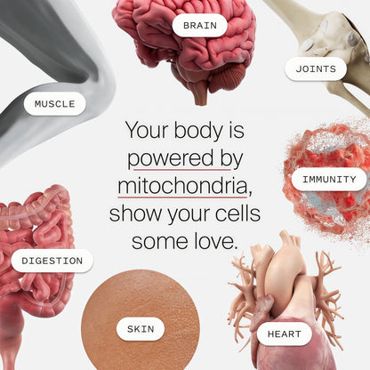 Mitopure Softgels Urolithin A